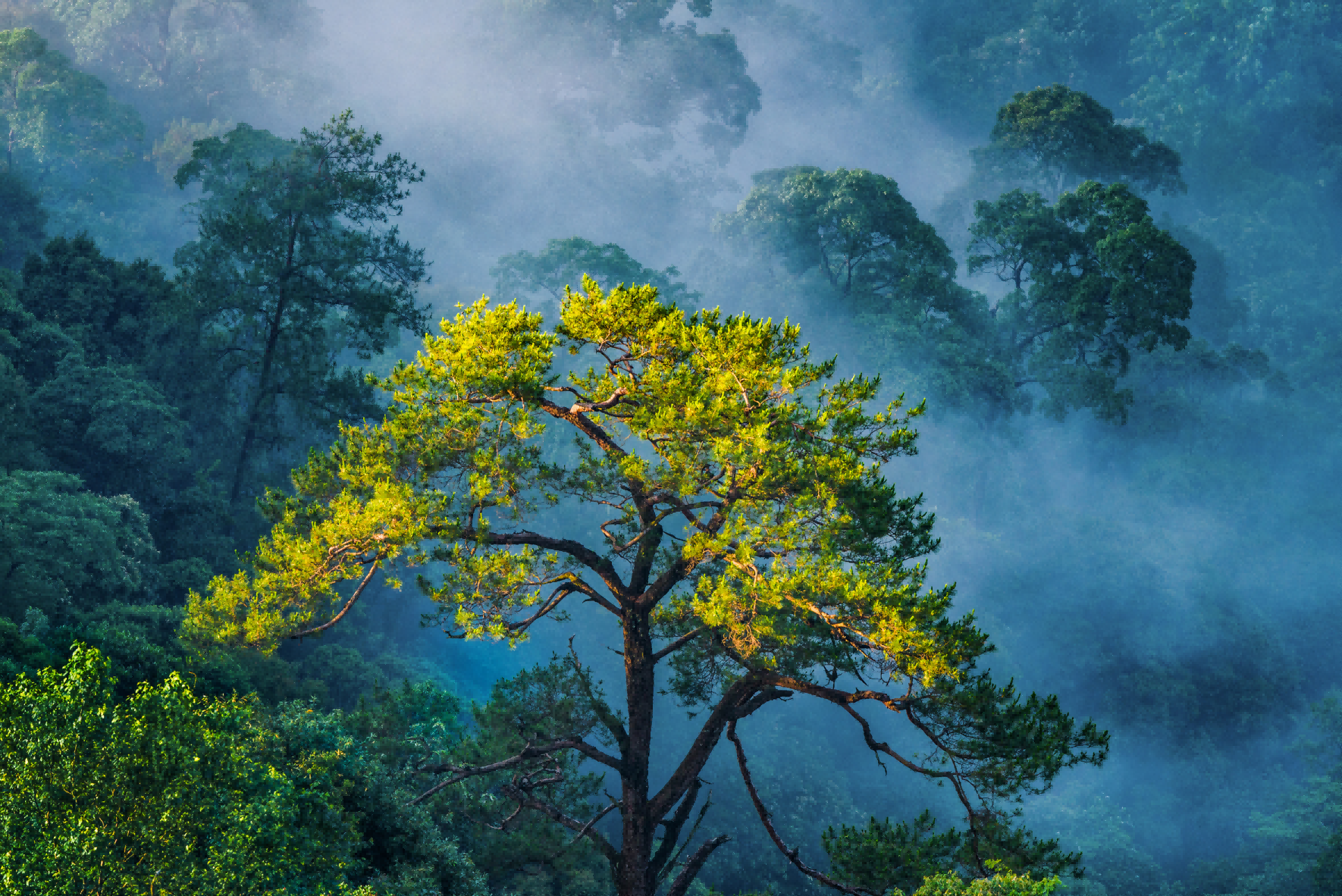 车八岭风光。蔡军 摄