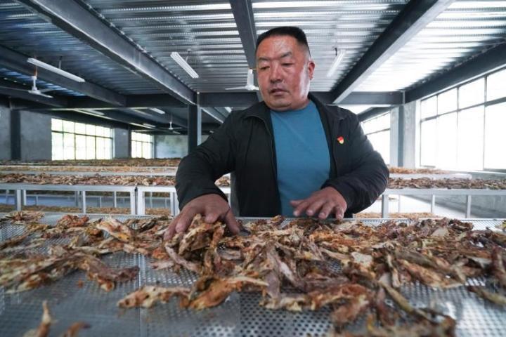 新扎村村务监督委员洛桑罗布在晾晒藏药材。