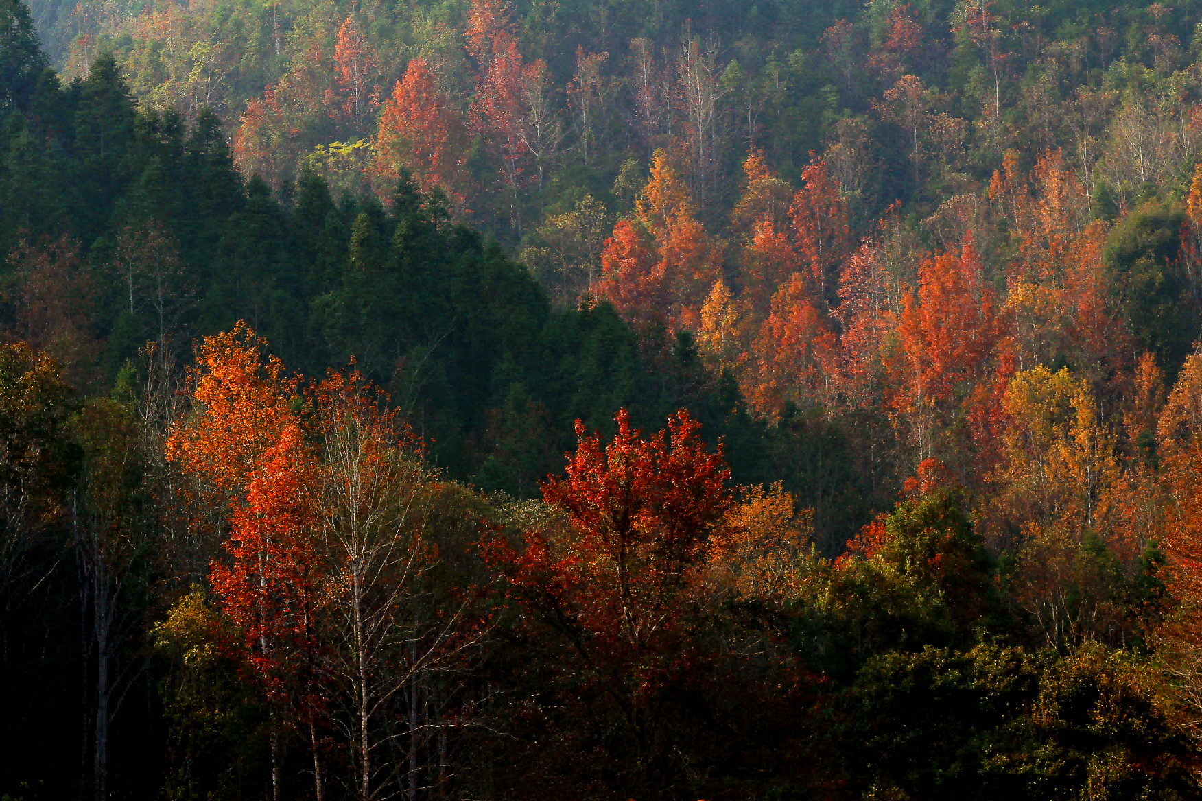 秋染车八岭。邓华浩 摄