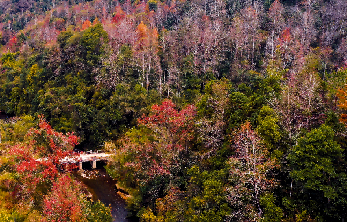 红枫时节。邓斌 摄