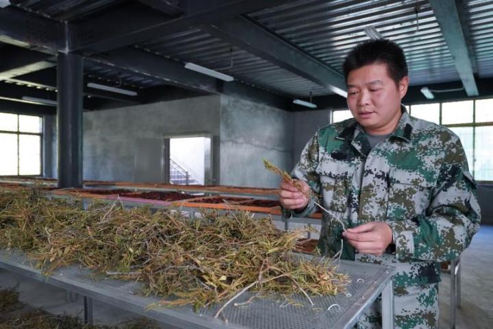 惠州援藏干部杨智伟在查看藏药材的晾晒情况。