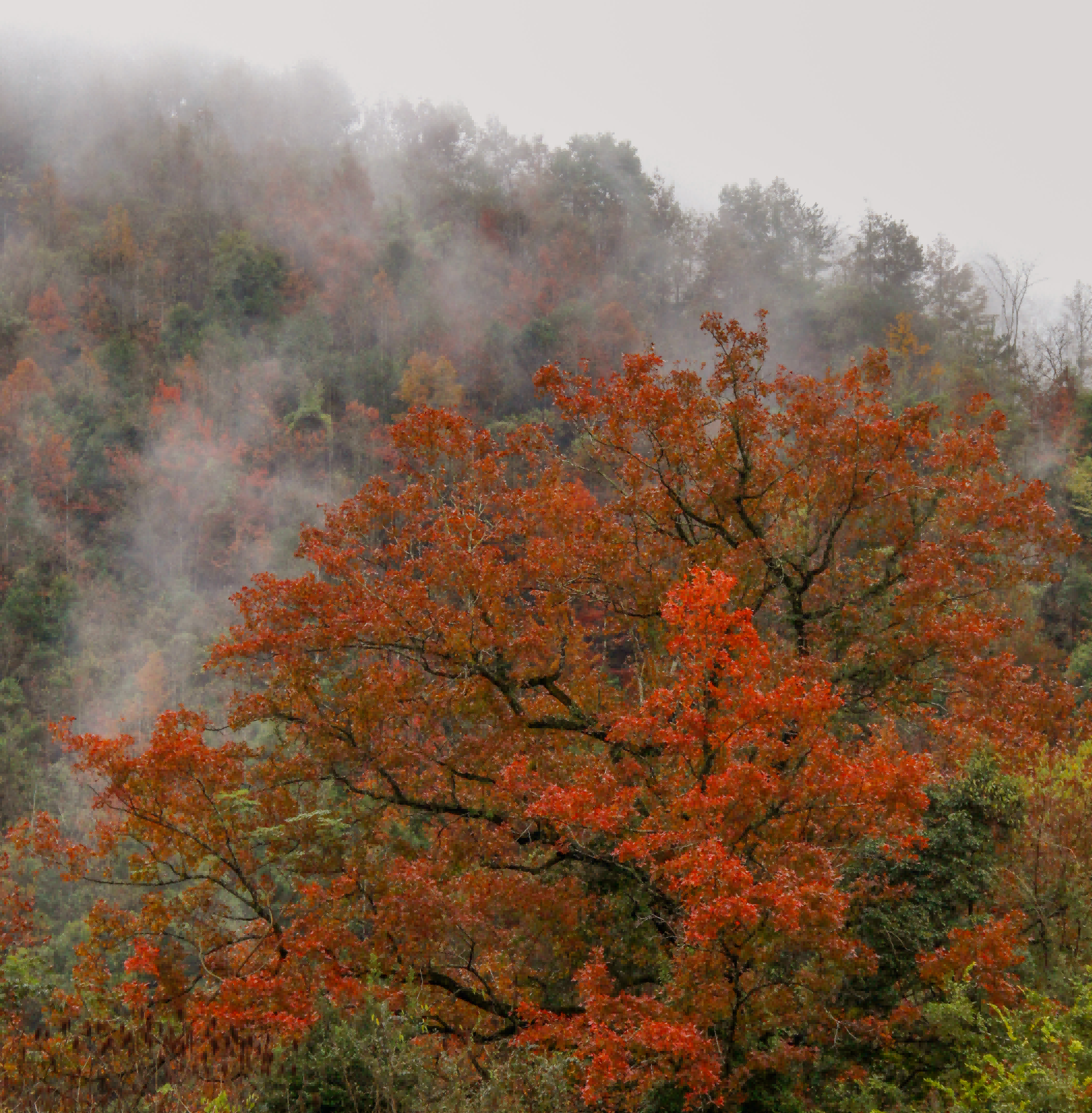 雾浴红枫。张应明 摄