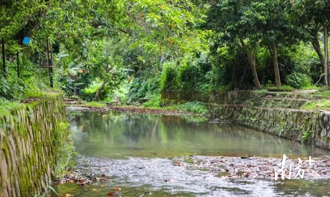 为“古树”让路,深圳坪山绿色发展的年轮记忆