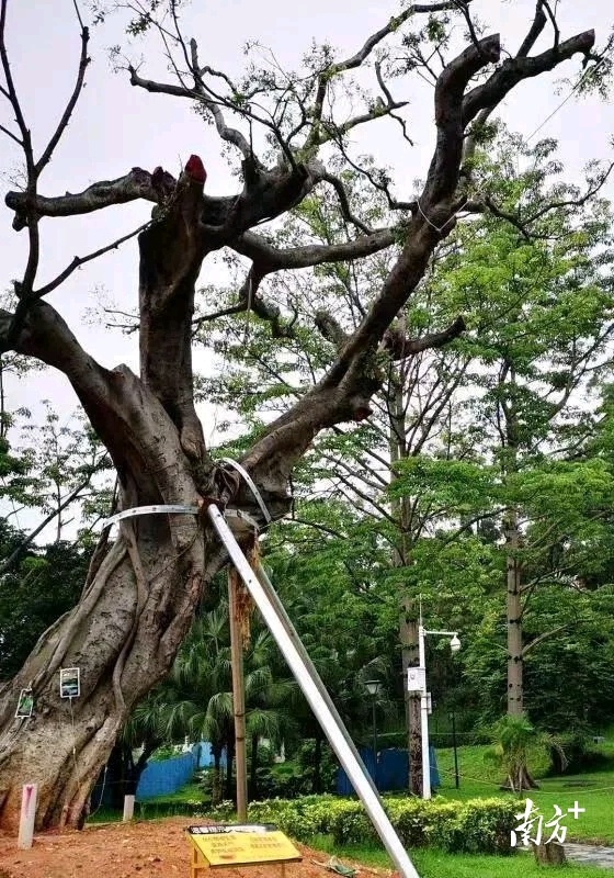 为“古树”让路,深圳坪山绿色发展的年轮记忆