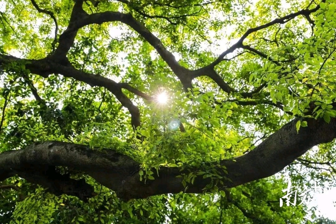 为“古树”让路,深圳坪山绿色发展的年轮记忆