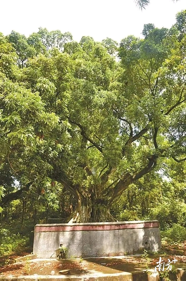 为“古树”让路,深圳坪山绿色发展的年轮记忆