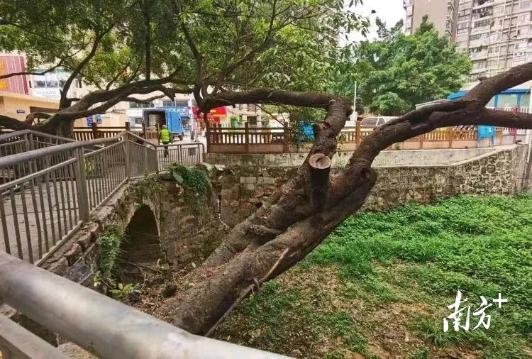 为“古树”让路,深圳坪山绿色发展的年轮记忆