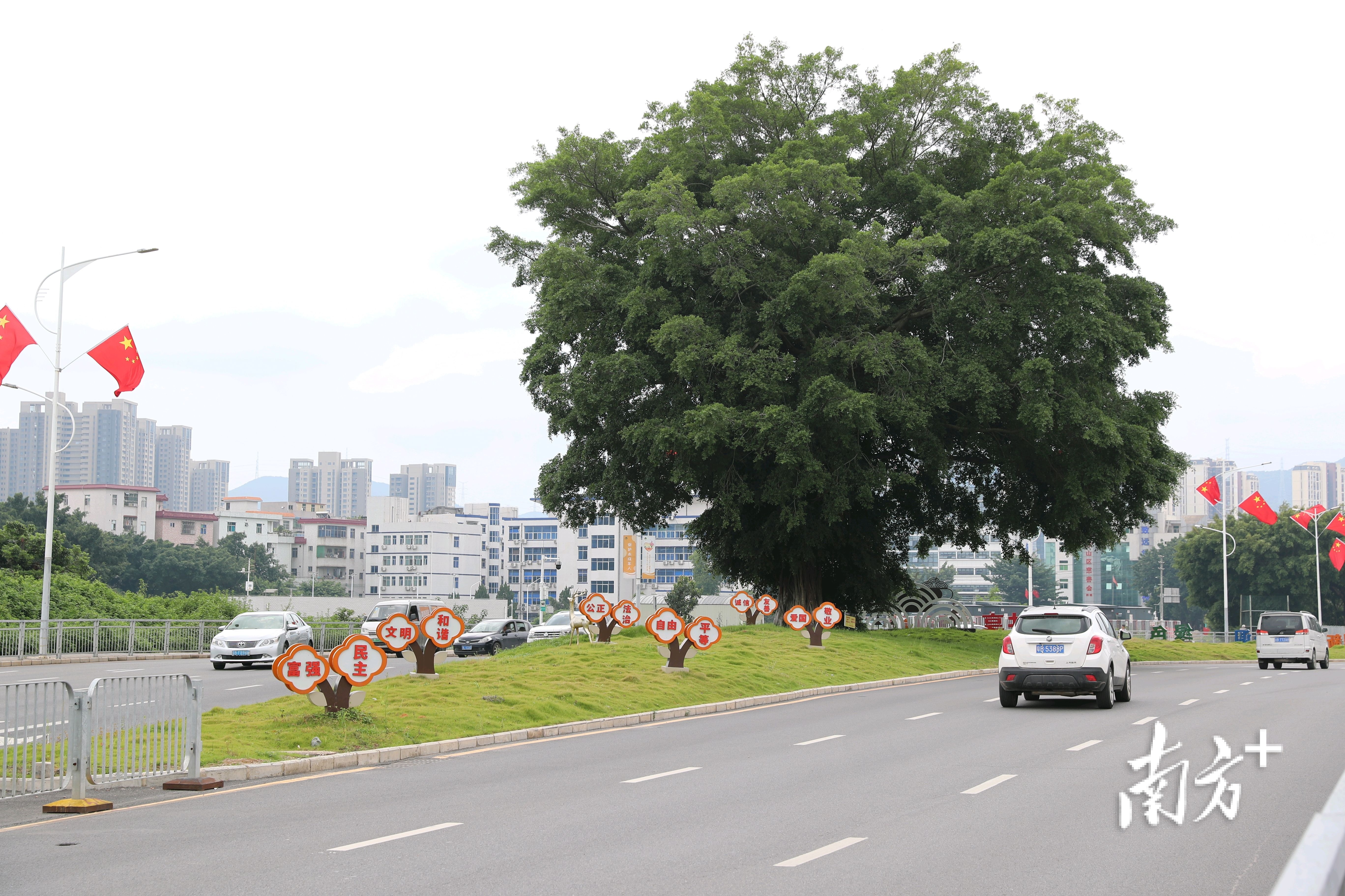 为“古树”让路,深圳坪山绿色发展的年轮记忆