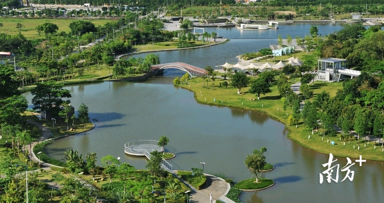 为“古树”让路,深圳坪山绿色发展的年轮记忆