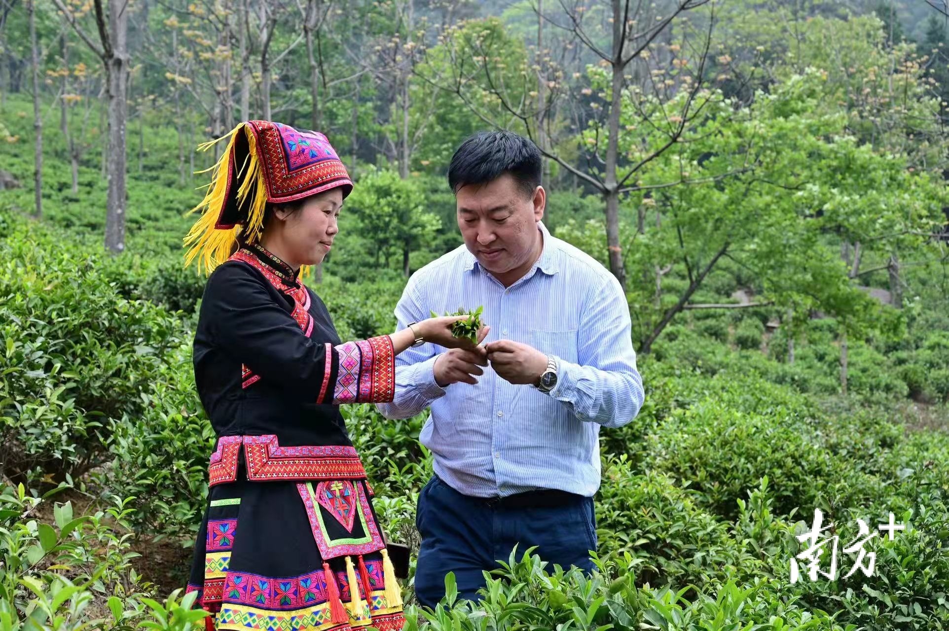 董斌（右）在茶园里与当地村民交流。受访单位供图