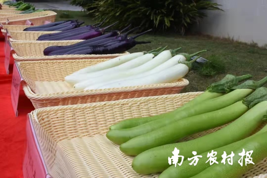 优中选优！第十七届广州市农业新优品种（长茄）擂台赛举行颁奖仪式