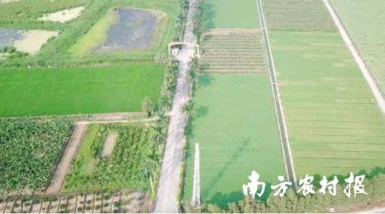 东升农业集团广州南沙蔬菜种植基地