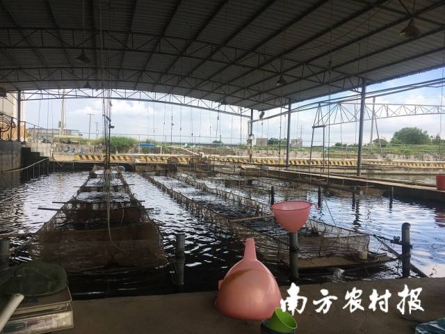 通讯员 高州市农业农村局 供图