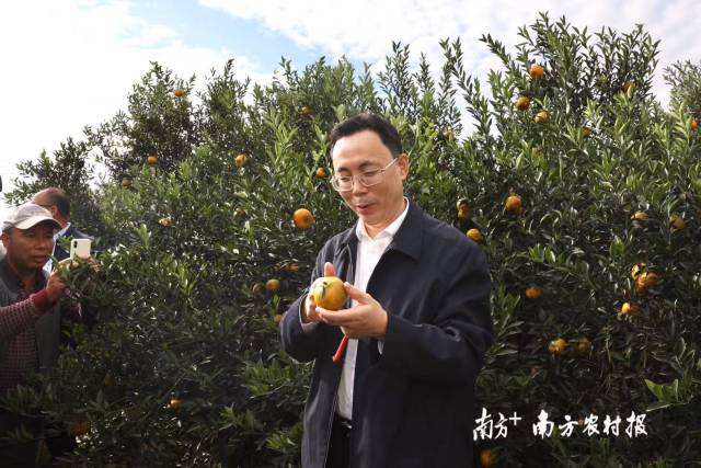 新会区委副书记、代理区长刘兵为新会大红柑点赞。