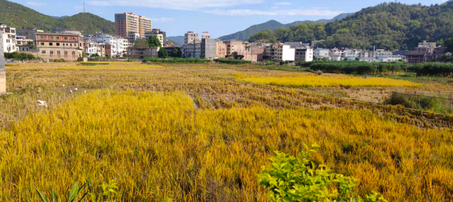 在潭江镇中心学校后面的田地内，还有部分未收割的稻田