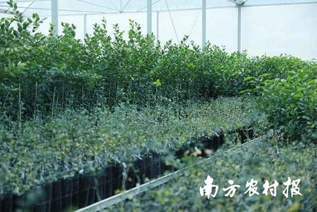 每年可培育近30万株无毒贡柑苗。  南方农村报 吴秒衡 拍摄