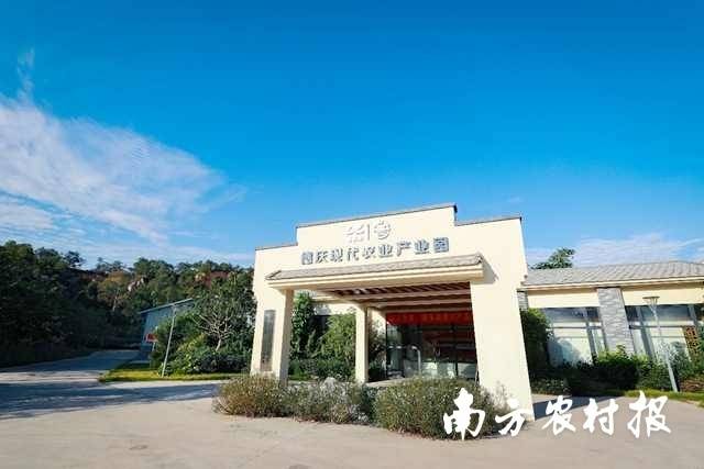 德庆贡柑省级现代农业产业园。  南方农村报 吴秒衡 拍摄
