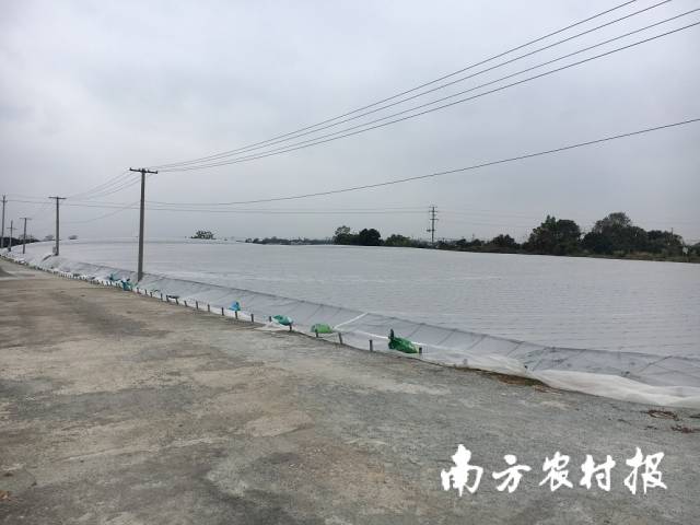 通讯员 高州市农业农村局 供图