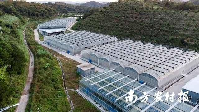 高标准打造无毒苗圃基地。  南方农村报 吴秒衡 拍摄