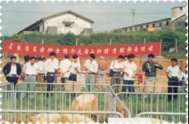 首届种猪拍卖现场