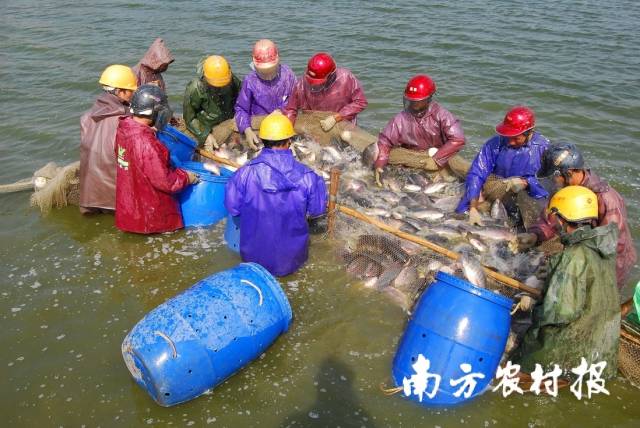 通讯员 高州市农业农村局 供图