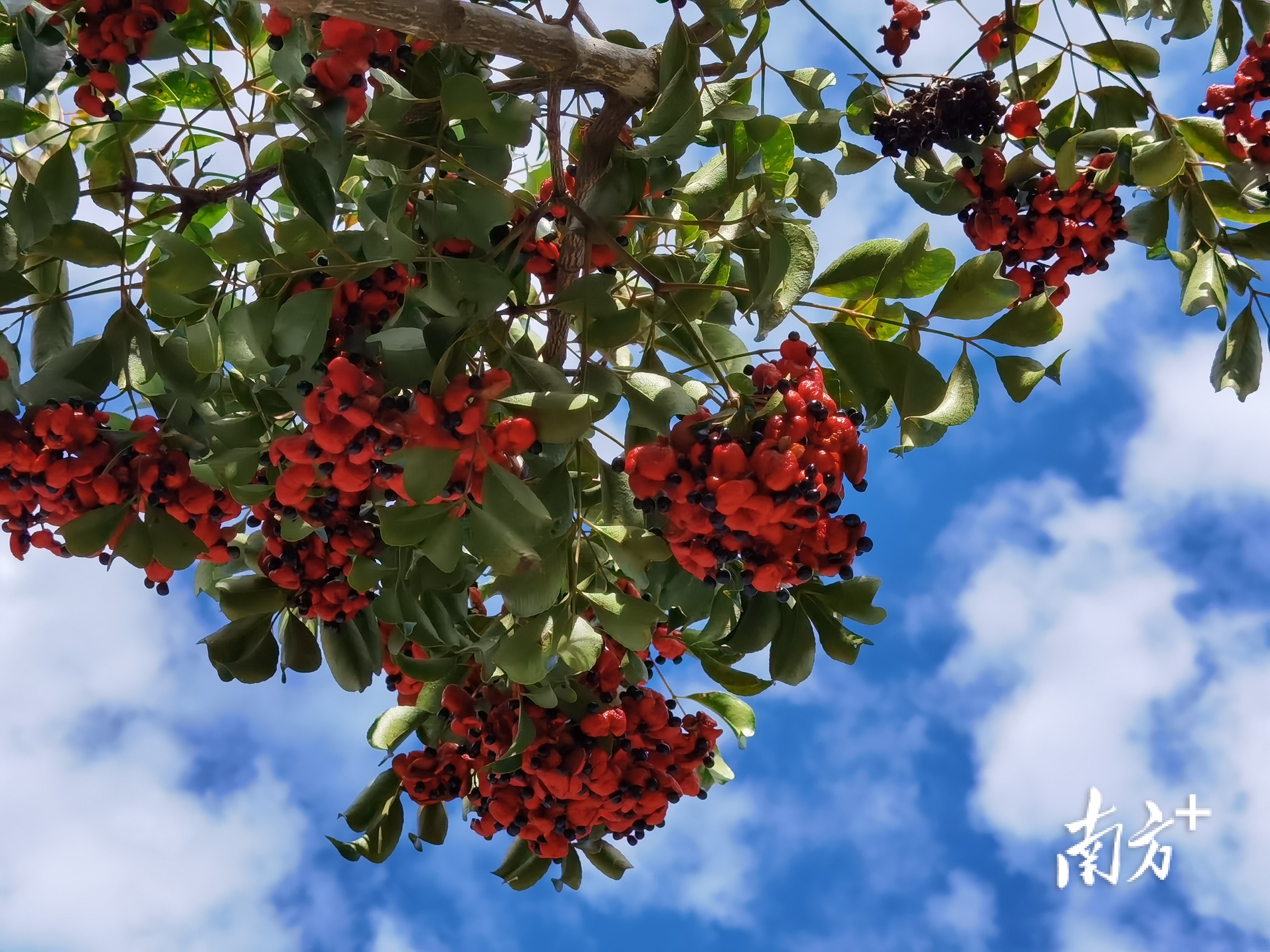 初冬时节，始兴野鸦椿正艳