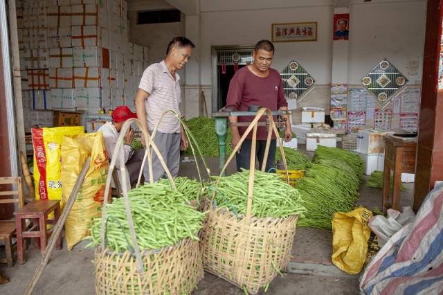 送到收购点的蔬菜正在过称