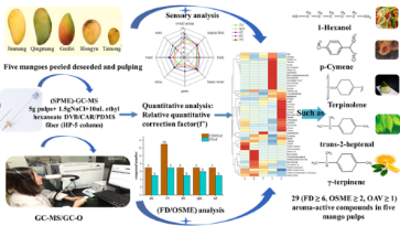 不同品种商业芒果香气研究