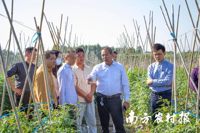 銘景農(nóng)業(yè)總經(jīng)理陳建平（右二）介紹圣女果基地種植情況,。