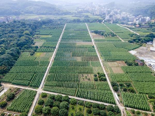 北运菜为高州的冬天铺上了一层绿色