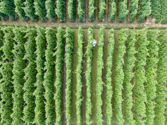 蔬菜长势良好，今年产量向好