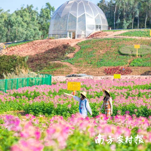 泡泡世界的花海美如童画 