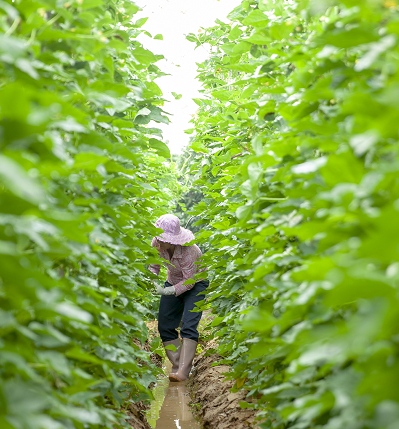 菜农正在田间劳作