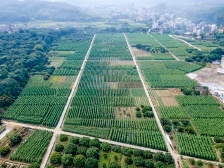 高州北运菜上市 为冬季“菜篮子”提供有效保障