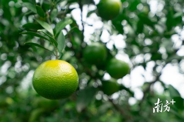 青果青天爽口。