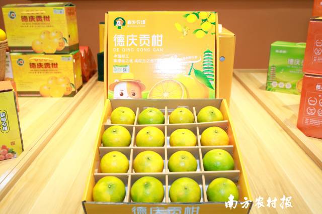 德庆贡柑正当时。