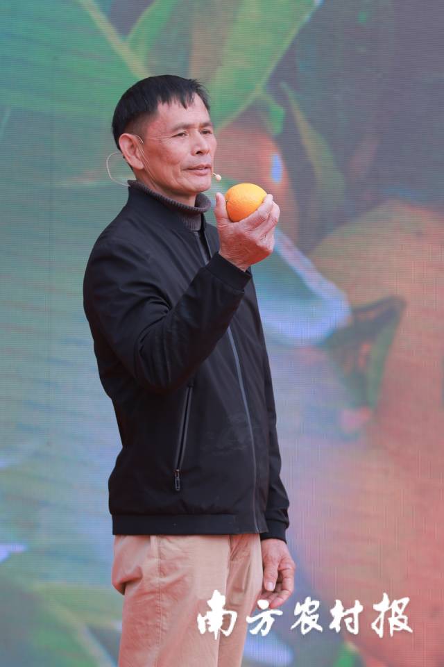 平远脐橙引种第一人李金平 南方农村报 谢伙荣 拍摄
