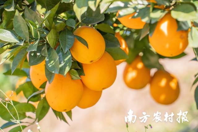    南方农村报 谢伙荣 拍摄