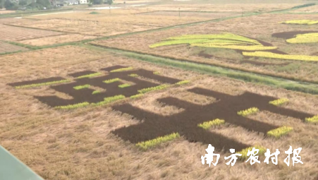 11月17日海丰举办“山海丰收”一起去海丰打油占米活动