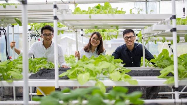 3名香港90后新农人的现代农业梦在大湾区起飞