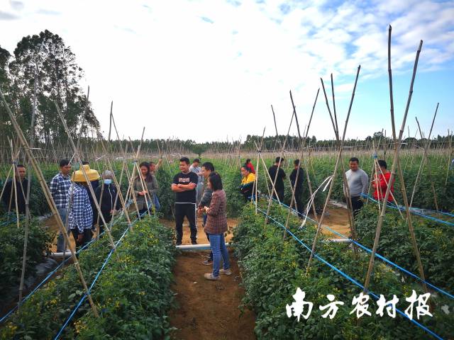 农技“轻骑兵”现场开“药方”，指导种植户做好生产工作。