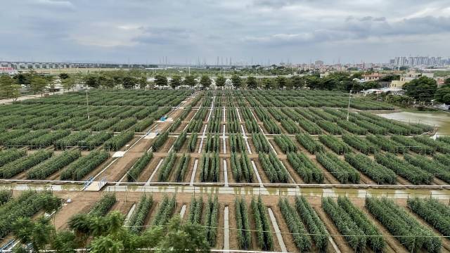 中国番茄种业联盟展示片区