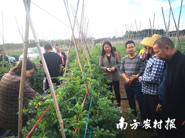 农技“轻骑兵”生产一线调研，详细了解当地现阶段生产中存在的问题。