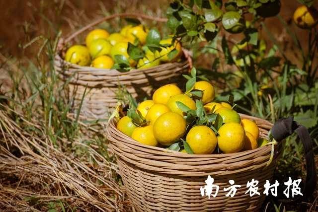 南方农村报 吴秒衡 拍摄