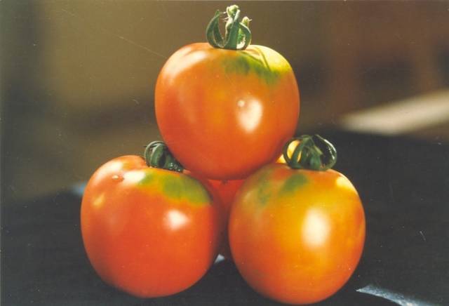 金丰一号番茄