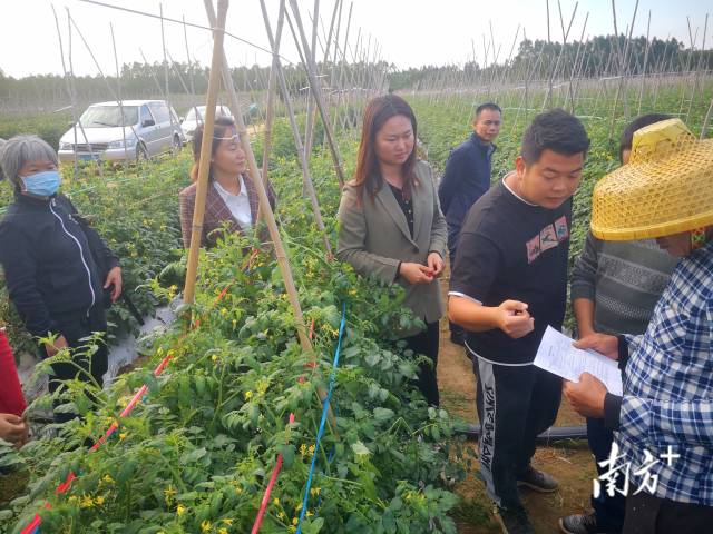 农技“轻骑兵”田间开起小课堂，为农户提供针对性解决思路和方案。