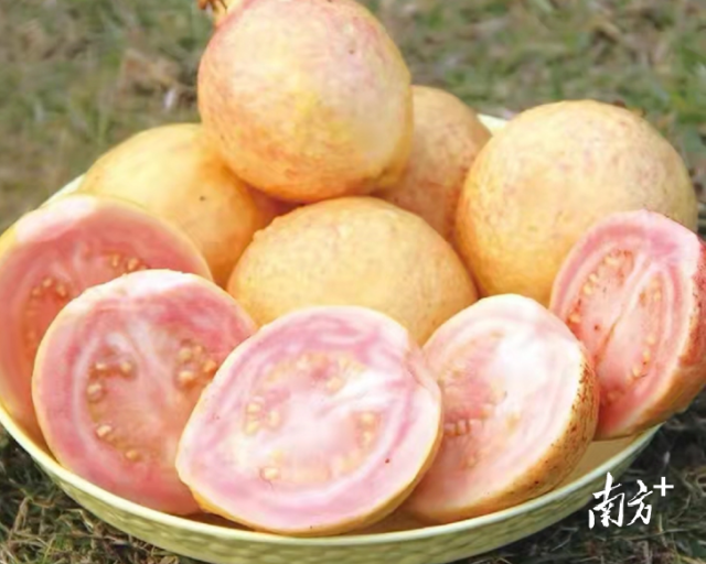  “胭脂红”番石榴