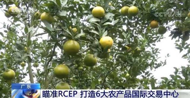 南方农村报 王富迪 拍摄