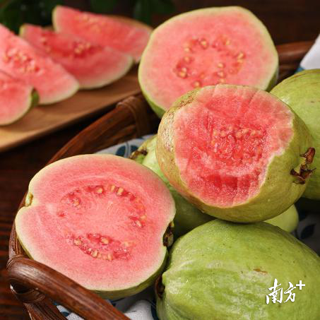  “红宝石”番石榴