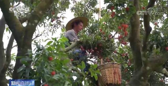 南方农村报 王富迪 拍摄